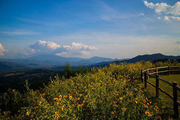 vale da montanha com flores amarelas - thailand mountain chiang mai province mountain range imagens e fotografias de stock