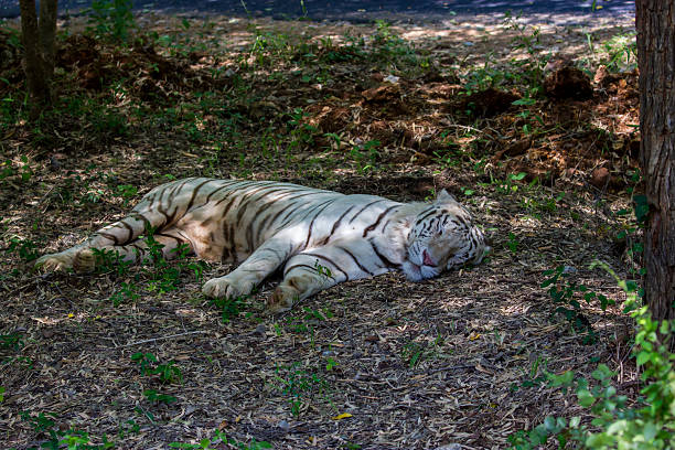 istock Tigers in India roaming free. 526833758