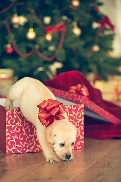 istock Puppy jumping ot of the Christmas present 526833927