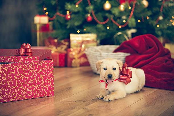 istock Puppy for Christmas present 526833935