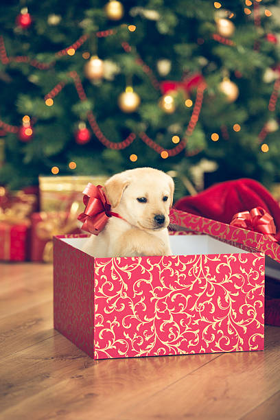 istock Puppy in a Christmas present 526833937