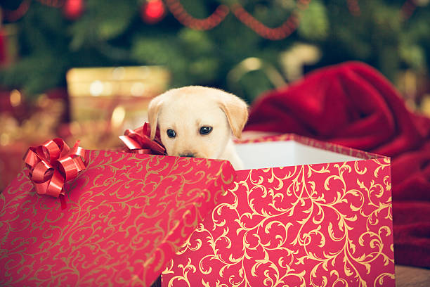 istock Puppy in a Christmas present 526833939