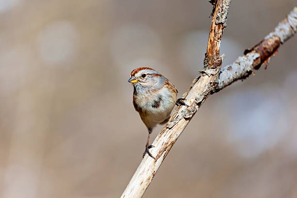 istock American Sparrow in a forest in Quebec. 526834216
