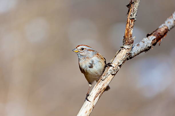 istock American Sparrow in a forest in Quebec. 526834234