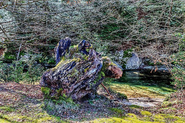 istock cut stump in the woods 526834265