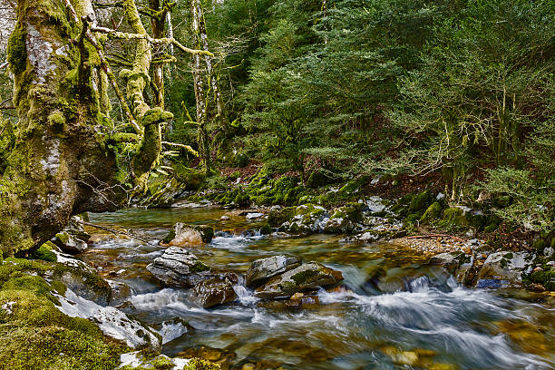 istock river and forest in summer innavarra 526834305