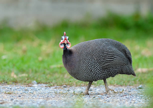 guineafowl casqué (numida meleagris) sur de l'herbe - pintade photos et images de collection