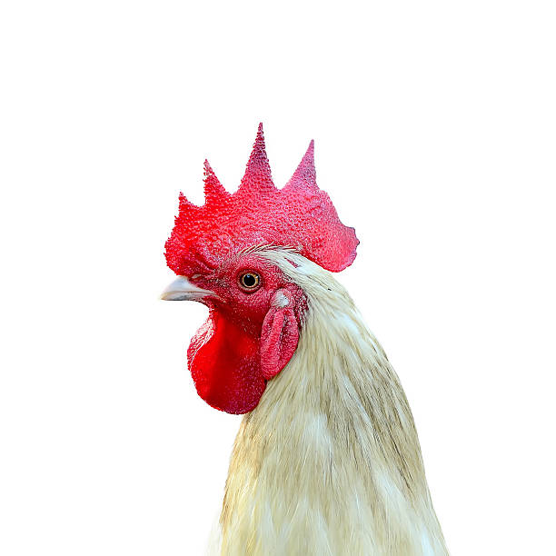 istock White Cockerel Rooster isolated on white background 526834315
