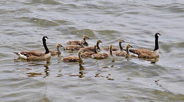 istock Canada Geese - Family Swim 526834379