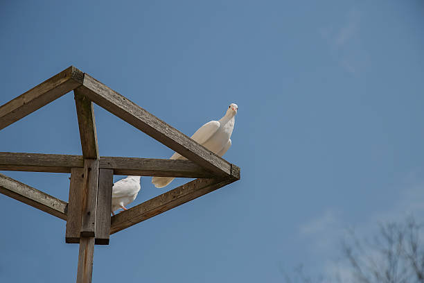 White dove sitting on a wooden rack White dove sitting on a wooden rack seoul zoo stock pictures, royalty-free photos & images