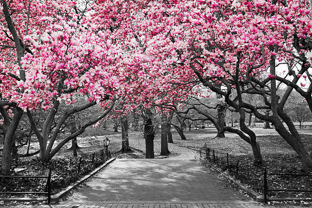 rosa flores en parque central paisaje en blanco y negro - magnolia white blossom flower fotografías e imágenes de stock