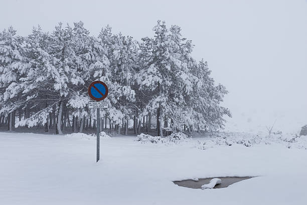 istock Pine trees covered by the snow in winter 526834624