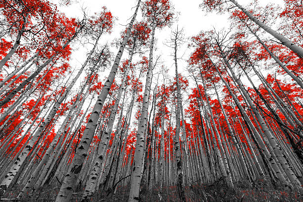 Tall Red Trees in Black and White Landscape