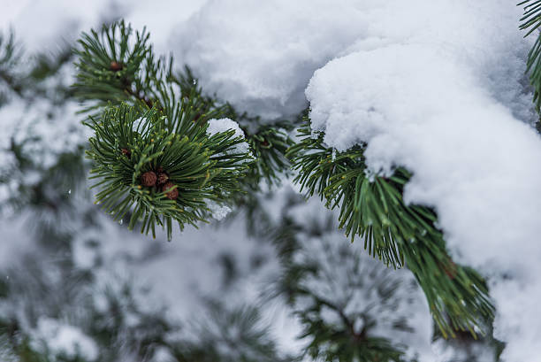 istock Pine trees covered by the snow in winter 526834952