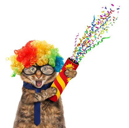 Funny cat in costume clown. Funny cat in wig with petard