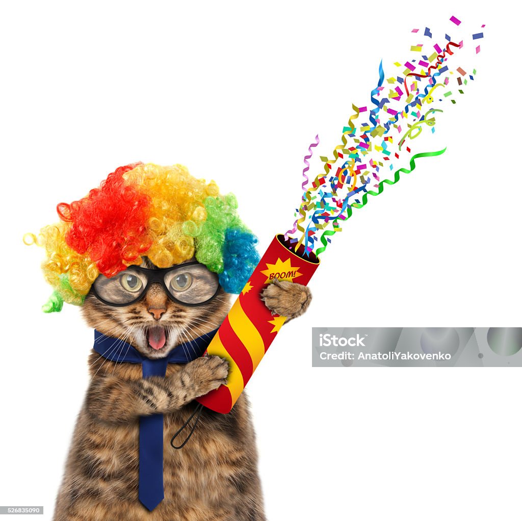Funny cat in costume clown. Funny cat in costume clown. Funny cat in wig with petard Domestic Cat Stock Photo