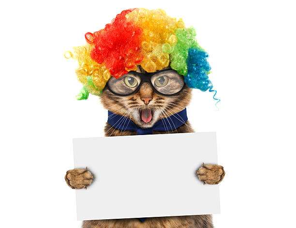 istock Funny cat in costume clown. 526835114