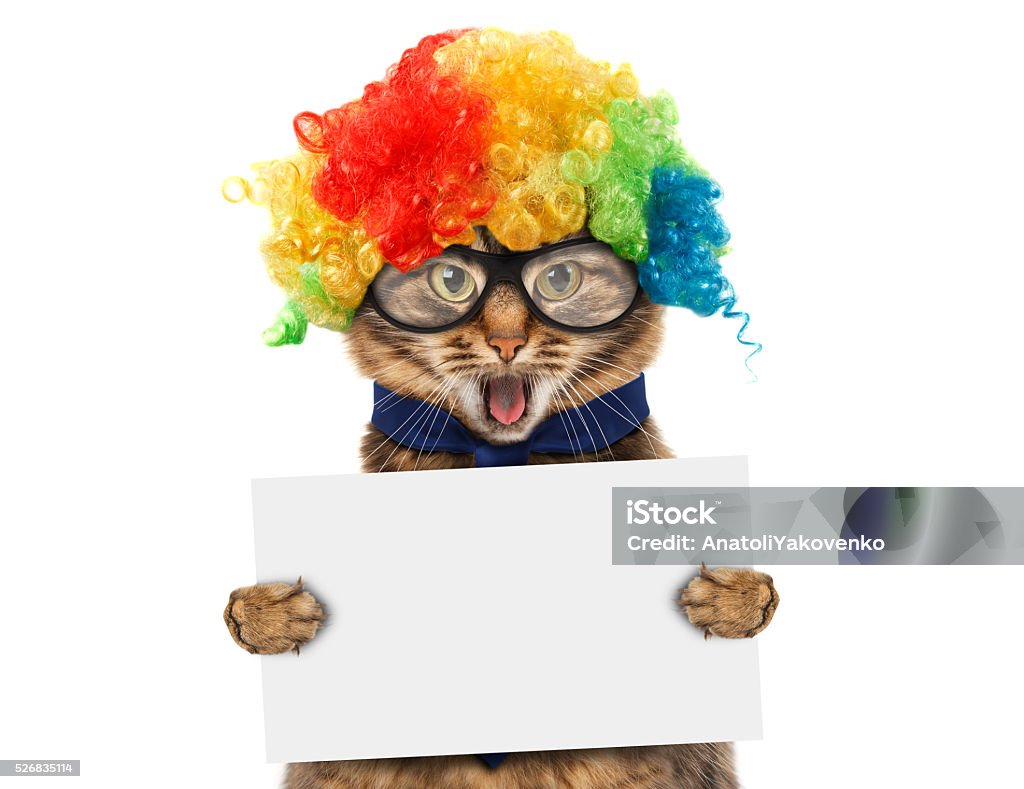 Funny cat in costume clown. Funny cat in costume clown. White label for text Anniversary Stock Photo