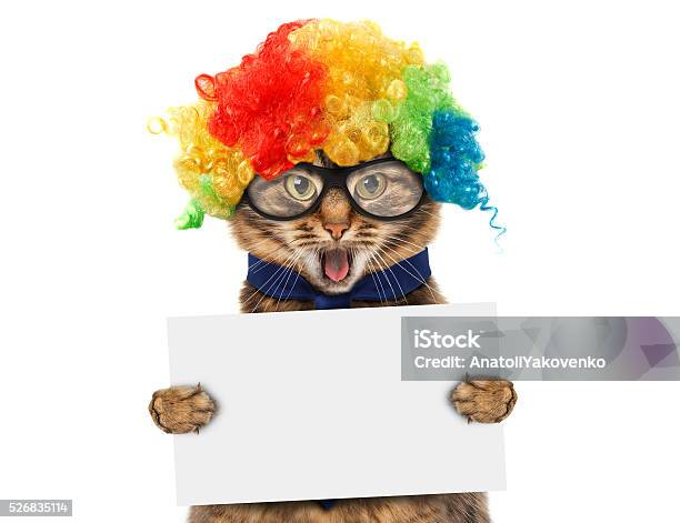 Funny Cat In Costume Clown Stock Photo - Download Image Now - Anniversary, Domestic Cat, Humor