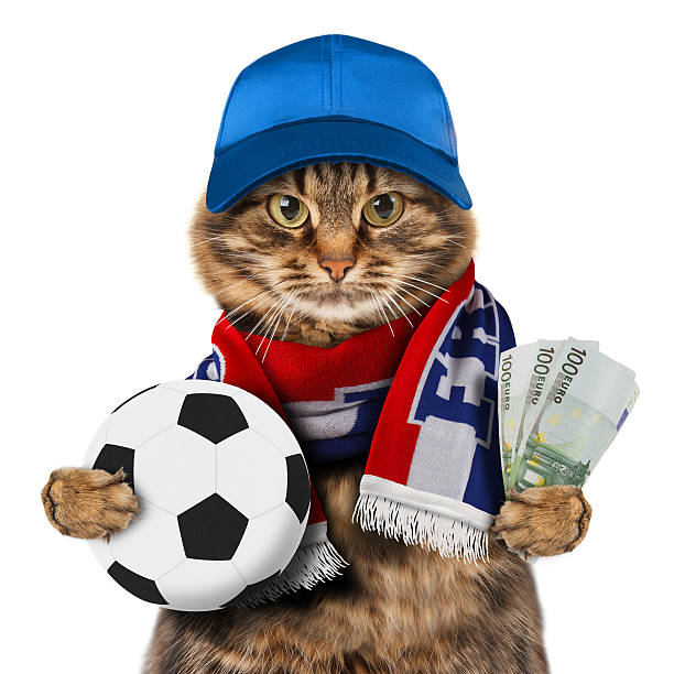 istock Funny cat with soccer ball on white background. 526835138