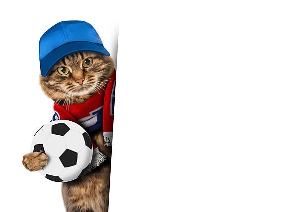istock Funny cat with soccer ball on white background. 526835220