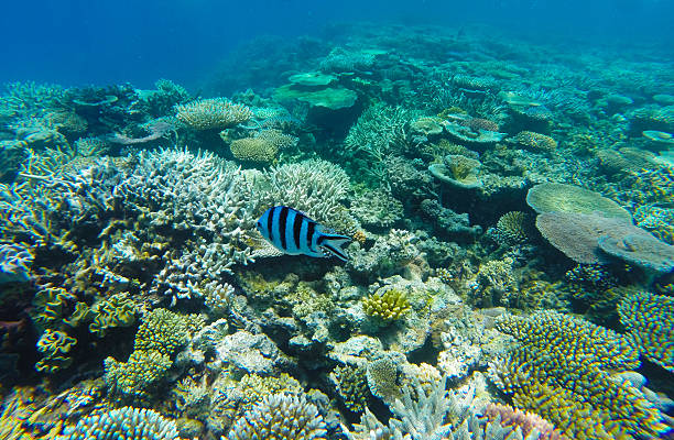 Lone Damselfish on Great Barrier Reef Scissortail sergeant or Stripetailed damselfish swimming over the coral reef of The Great Barrier, off Port Douglas Queensland, Australia. port douglas photos stock pictures, royalty-free photos & images