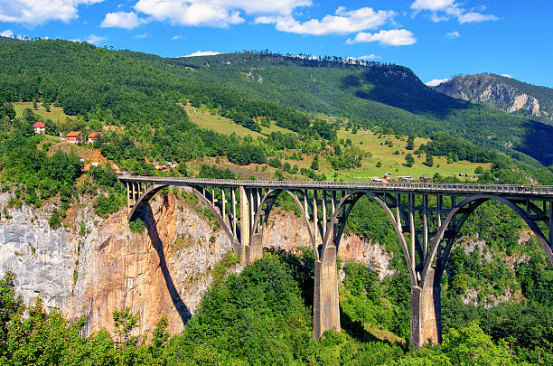 istock Mountain river Tara and forest in Montenegro. 526835636