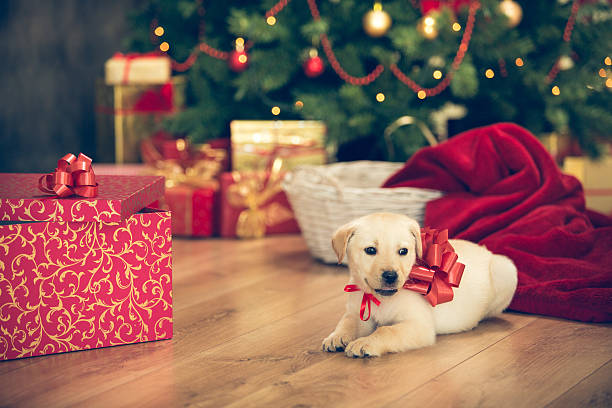 istock Cute little dog for Christmas holidays 526835839