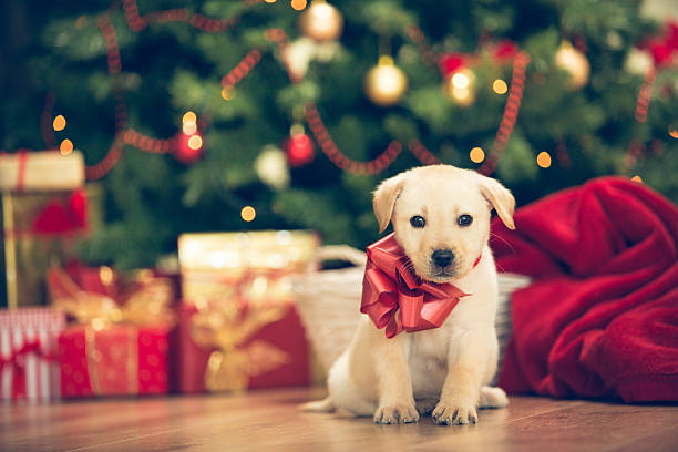 Christmas puppy - cute little labrador retriever wit red bow around his neck in front of the christmas tree.