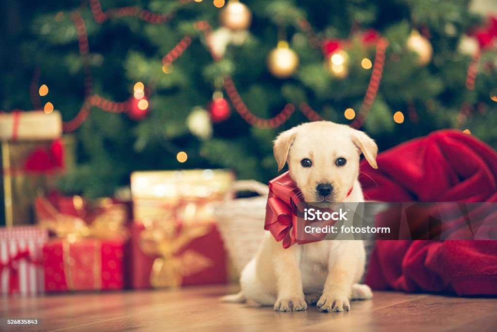 Christmas puppy - Royalty-free Kerstmis Stockfoto