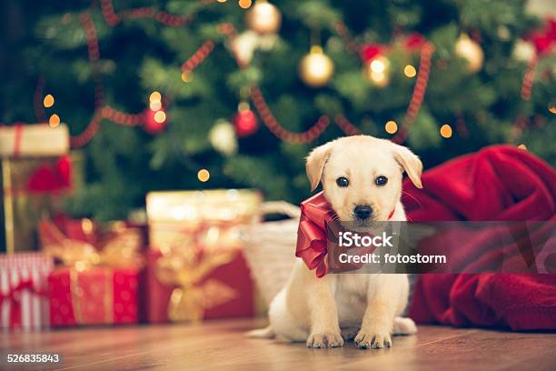 Christmas Puppy Stockfoto en meer beelden van Kerstmis - Kerstmis, Hondje, Hond