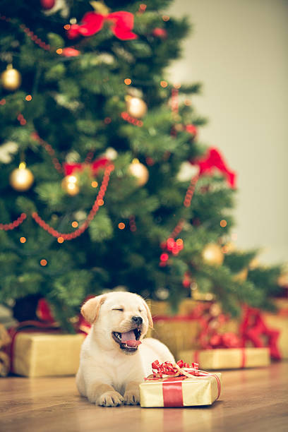 istock Cute puppy celebrating Christmas 526835849