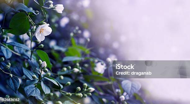 Jasmine Background Stock Photo - Download Image Now - Jasmine, Blue, Purple