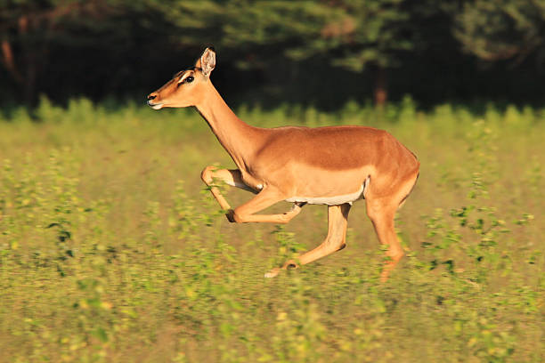 istock Impala Ewe - Running Beauty from Africa 526836349