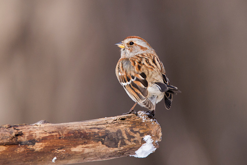 American Tree Sparrow (Spizella arborea) in winter