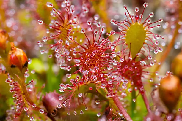 Sundew Colorful Abstraction