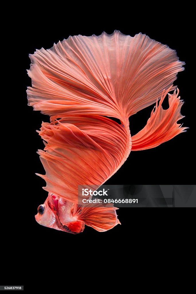 Halfmoon betta fish Halfmoon Betta fish on black  background. Multi Colored Stock Photo