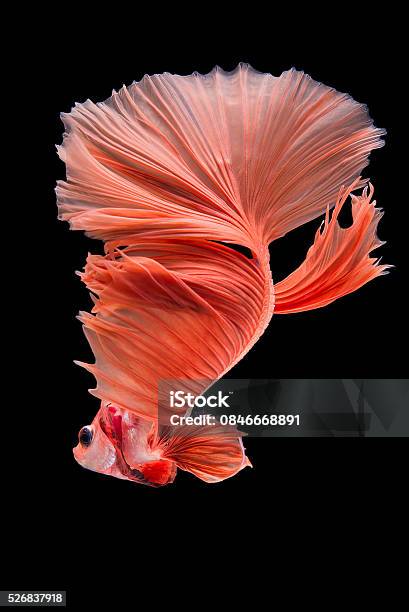 Halfmoon Betta Fish Stock Photo - Download Image Now - Multi Colored, Nature, No People