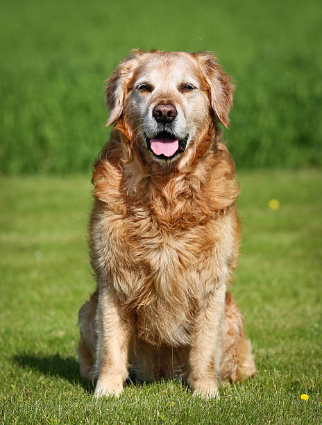 istock Golden retriever dog 526837985