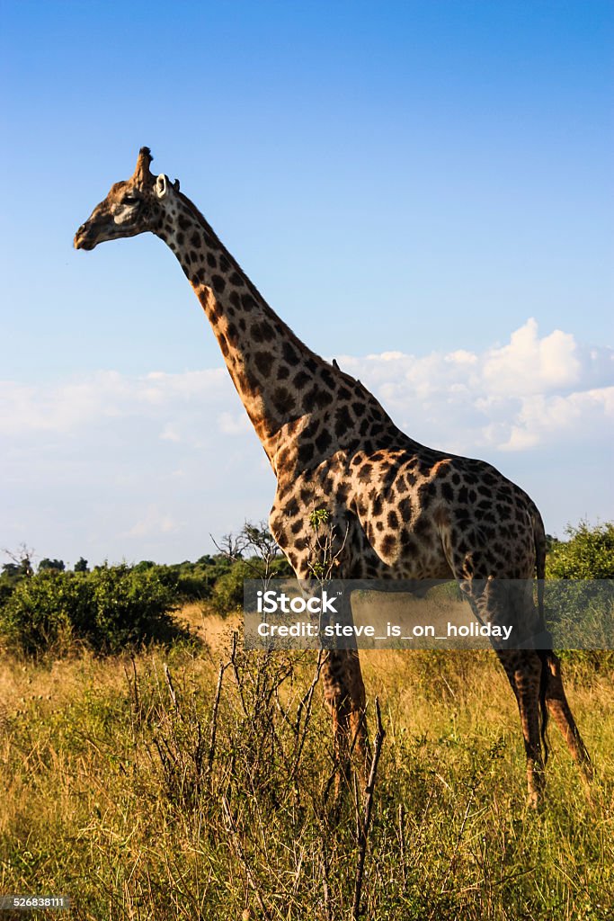 Single Giraffe A solitary giraffe in the Chobe National Park, Botswana, Southern Africa. Africa Stock Photo