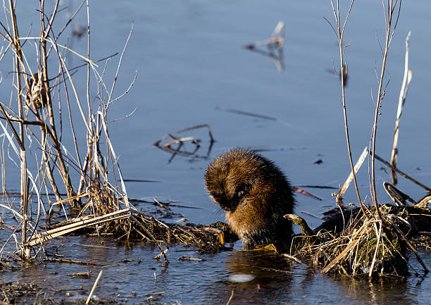 istock North American Muskrat. 526838142