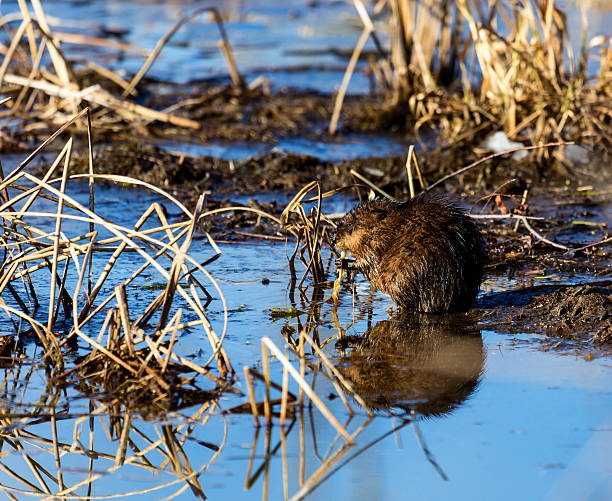istock North American Muskrat. 526838214