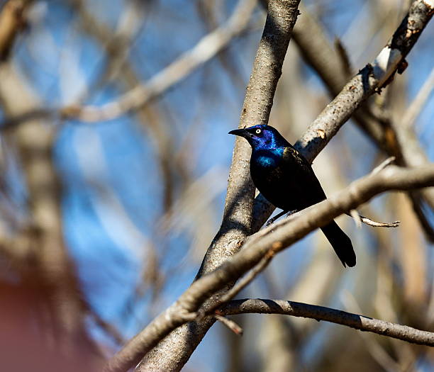 общие grackle. - quiscalus стоковые фото и изображения