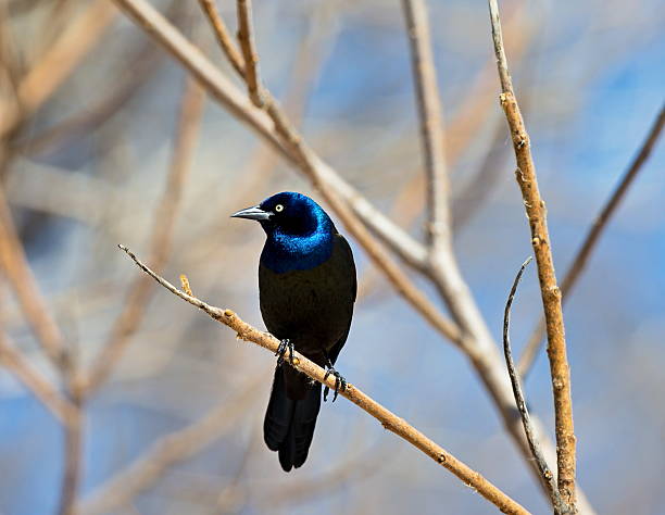 общие grackle. - quiscalus стоковые фото и изображения