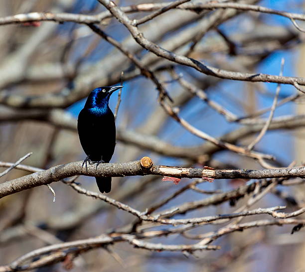 общие grackle. - quiscalus стоковые фото и изображения