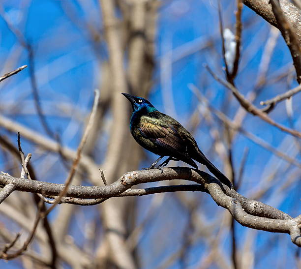 общие grackle. - quiscalus стоковые фото и изображения