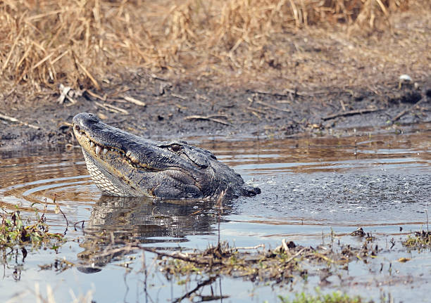 istock Alligator Growling for a Mate 526838744