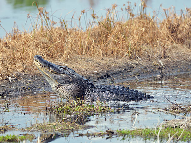 istock Alligator Growling for a Mate 526838760