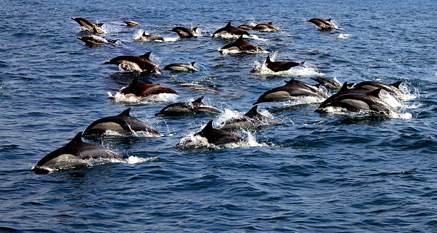 istock Large Pod of Pacific Common Dolphins 526839322