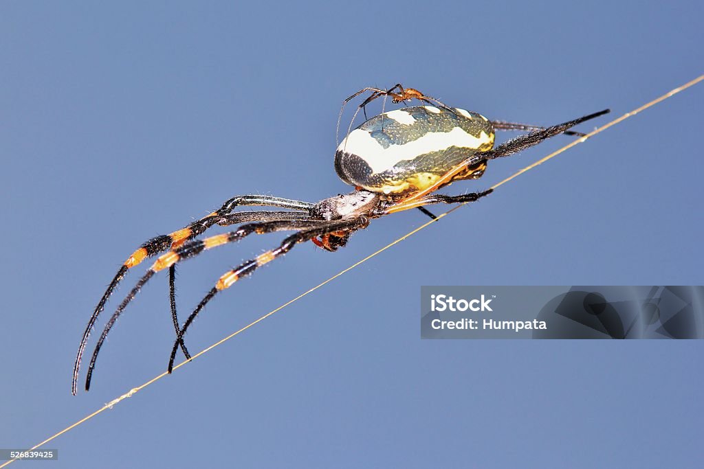 Golden Orb Web Weaver - Spider Acrobatics A Golden Orb Web Weaver Spider female with a very small male on top of her.  This is how the mating dimensions look like in the arachnid family.   Animals Mating Stock Photo